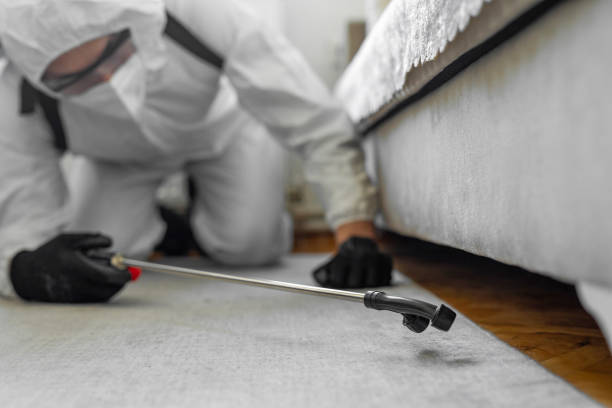 Professional Bed Bug Control technician working in Kane County County, IL
